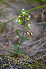 Aspidoglossum heterophyllum