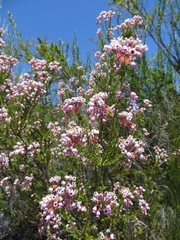 Erica verecunda