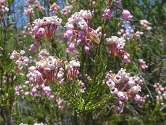 Erica verecunda