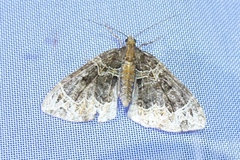 Ecliptopera capitata