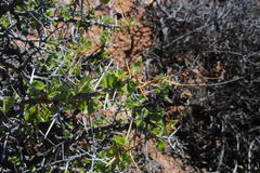 Pelargonium spinosum