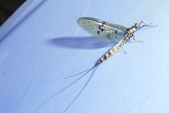 Ephemera danica