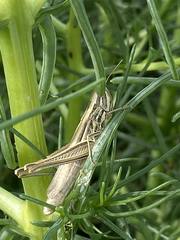 Euchorthippus pulvinatus