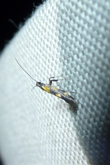 Euspilapteryx auroguttella