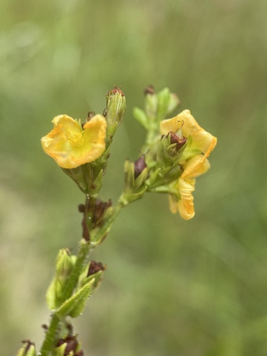 Hairy St. Johnswort (Hypericum setosum)