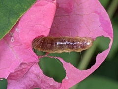 Asciodes
