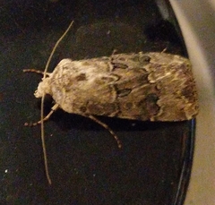 Agrotis bigramma