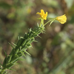 Oenothera biennis