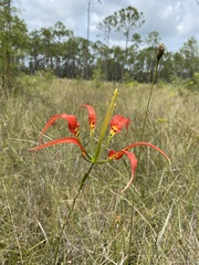 Lilium catesbaei image