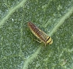 Colladonus belli