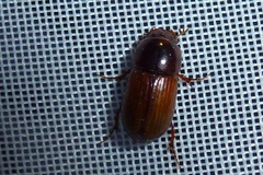 Bodilopsis rufa