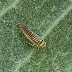 Colladonus belli