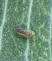 Colladonus belli