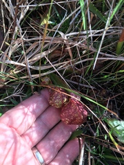 Sarracenia psittacina