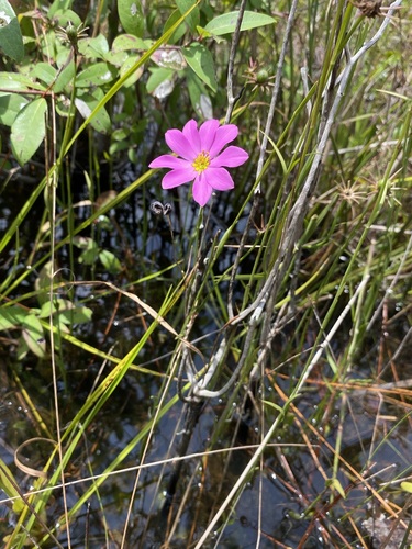 Image of Sabatia decandra by (c) Matt Berger, some rights reserved (CC BY)
