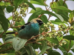 Tangara labradorides
