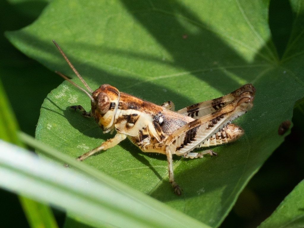 Two-spined Spur-throat Grasshopper