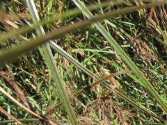 Cyperus fastigiatus