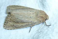 Nonagria typhae