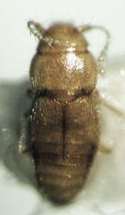 Ptinella bitumida