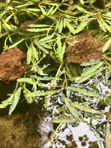 Alpine pondweed (Potamogeton alpinus)