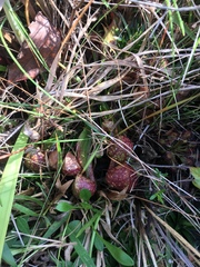Sarracenia psittacina