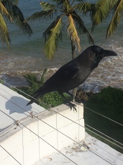 Corvus splendens