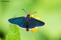 Mysoria affinis