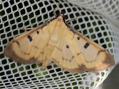 Herpetogramma fluctuosalis
