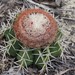 Melocactus violaceus violaceus - Photo (c) Víctor de Paiva, some rights reserved (CC BY-NC-ND), uploaded by Víctor de Paiva