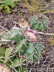 Melocactus violaceus violaceus