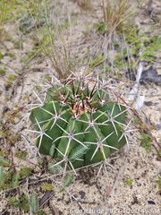Melocactus violaceus violaceus