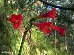 Phycella cyrtanthoides