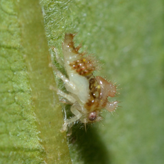 Entylia carinata
