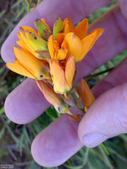 Ixia maculata