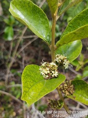 Aegiphila verticillata