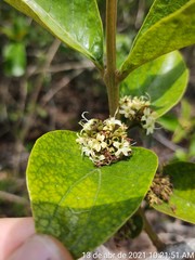 Aegiphila verticillata