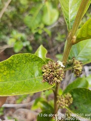 Aegiphila verticillata