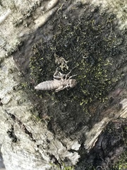 Ophiogomphus colubrinus