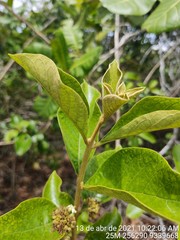 Aegiphila verticillata