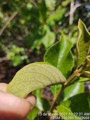 Aegiphila verticillata