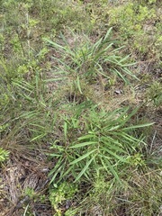 Asimina angustifolia