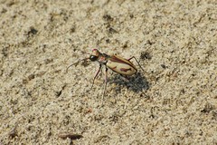 Cicindela limbata