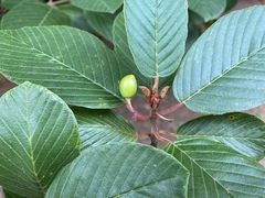 Frangula purshiana purshiana