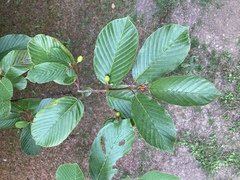 Frangula purshiana purshiana