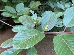 Frangula purshiana purshiana