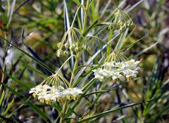 Gomphocarpus fruticosus fruticosus