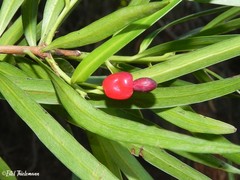 Podocarpus salignus