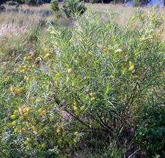 Gomphocarpus fruticosus fruticosus