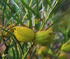 Gomphocarpus fruticosus fruticosus